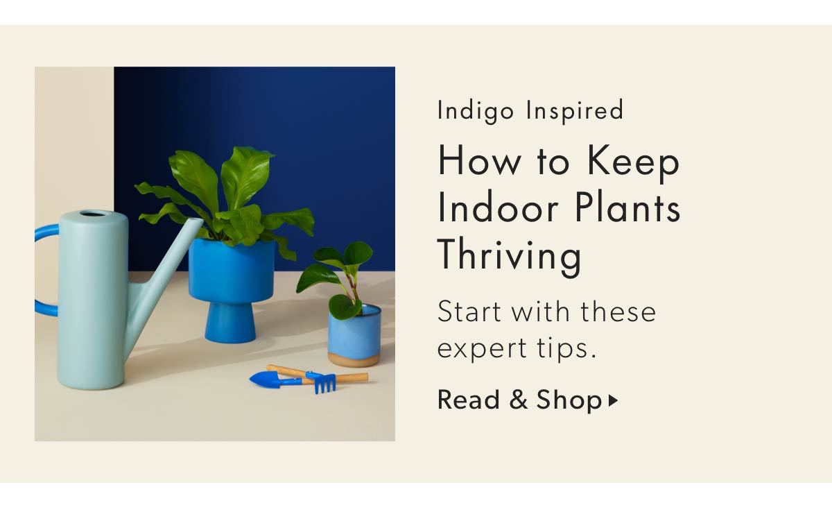 How to Keep Indoor Plants Thriving